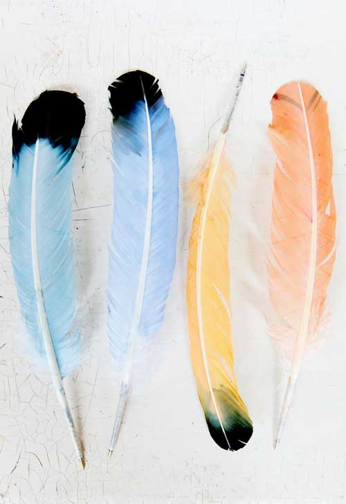 Feather quill pens