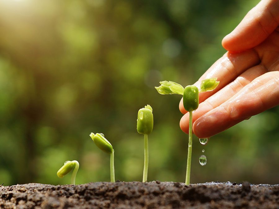 image of a person gently touching seedlings at different stages of growth
