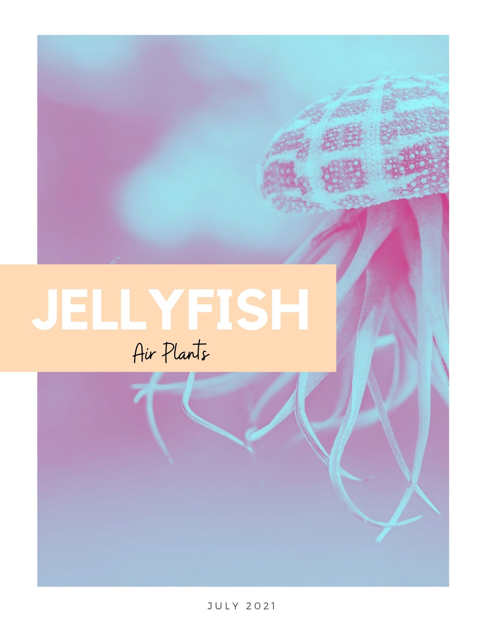 Jellyfish Air Plants