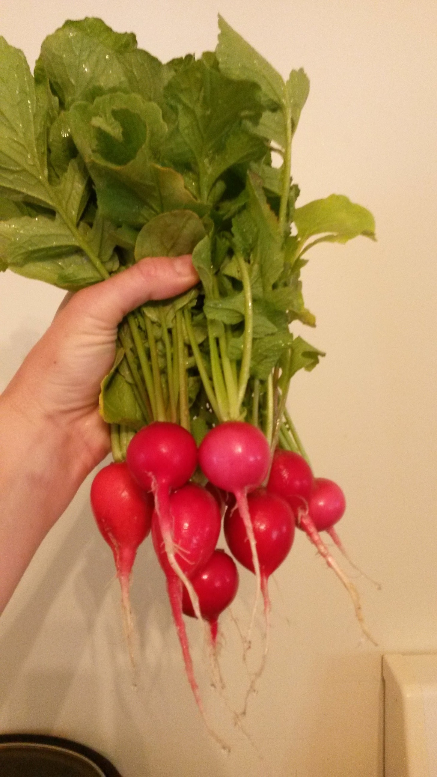 radishes