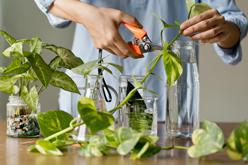 a person tending to several propagated plants in glass jars