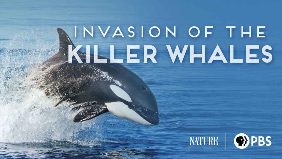 Invasion of the Killer Whales poster