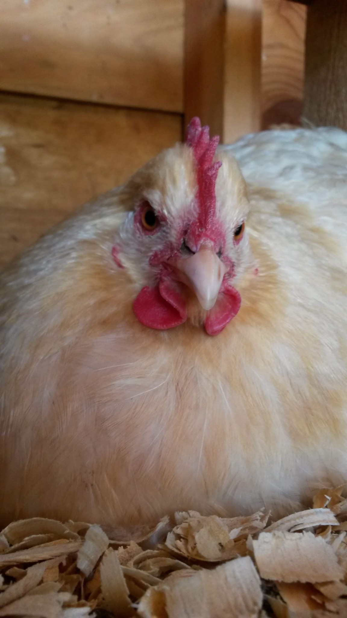 close up of a hen