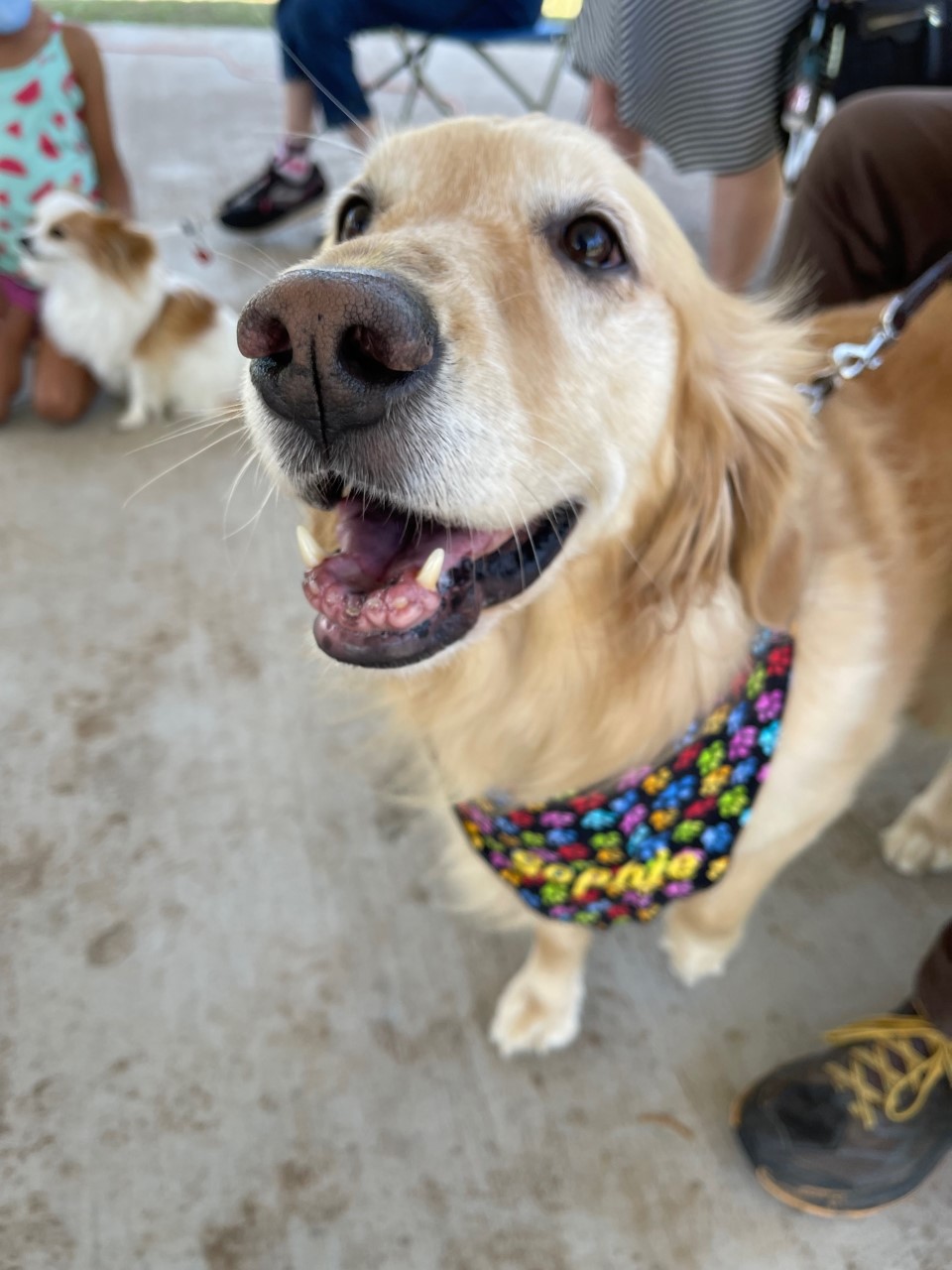 Smiling dog.