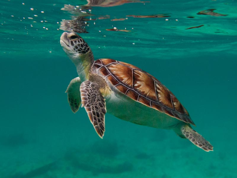 Sea Turtle