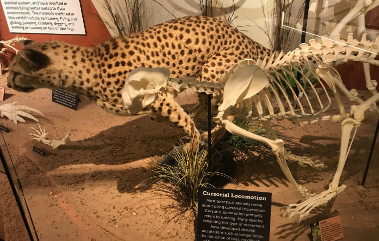 Locomotion: How Animals Move with Museum of Osteology | Metropolitan