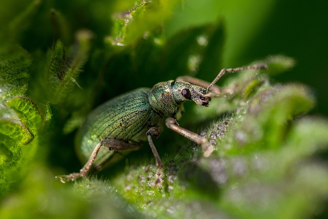 a close up of a nettle bug on leaves