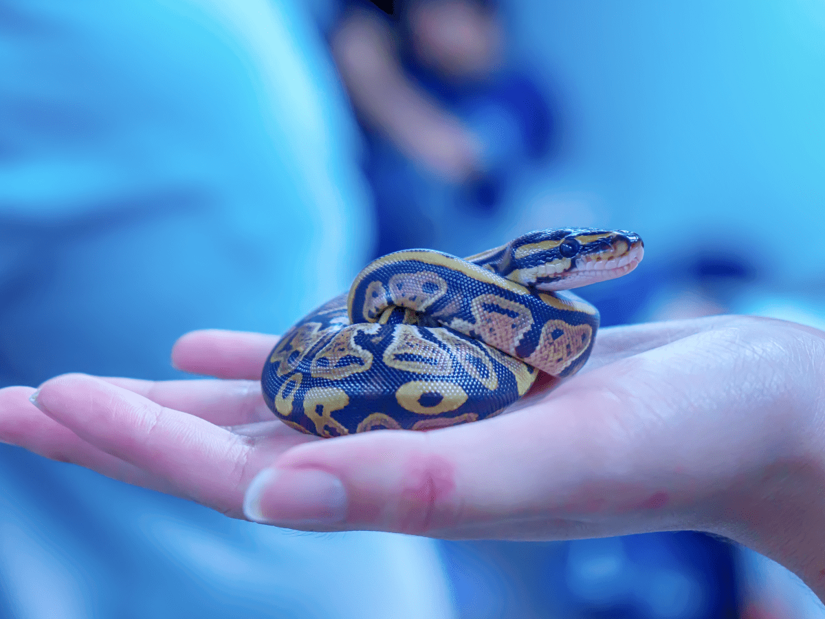 Pet Snake