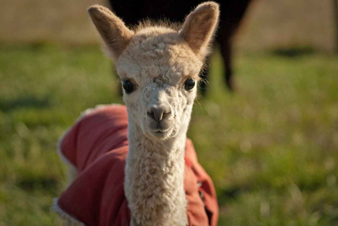 Alpaca 