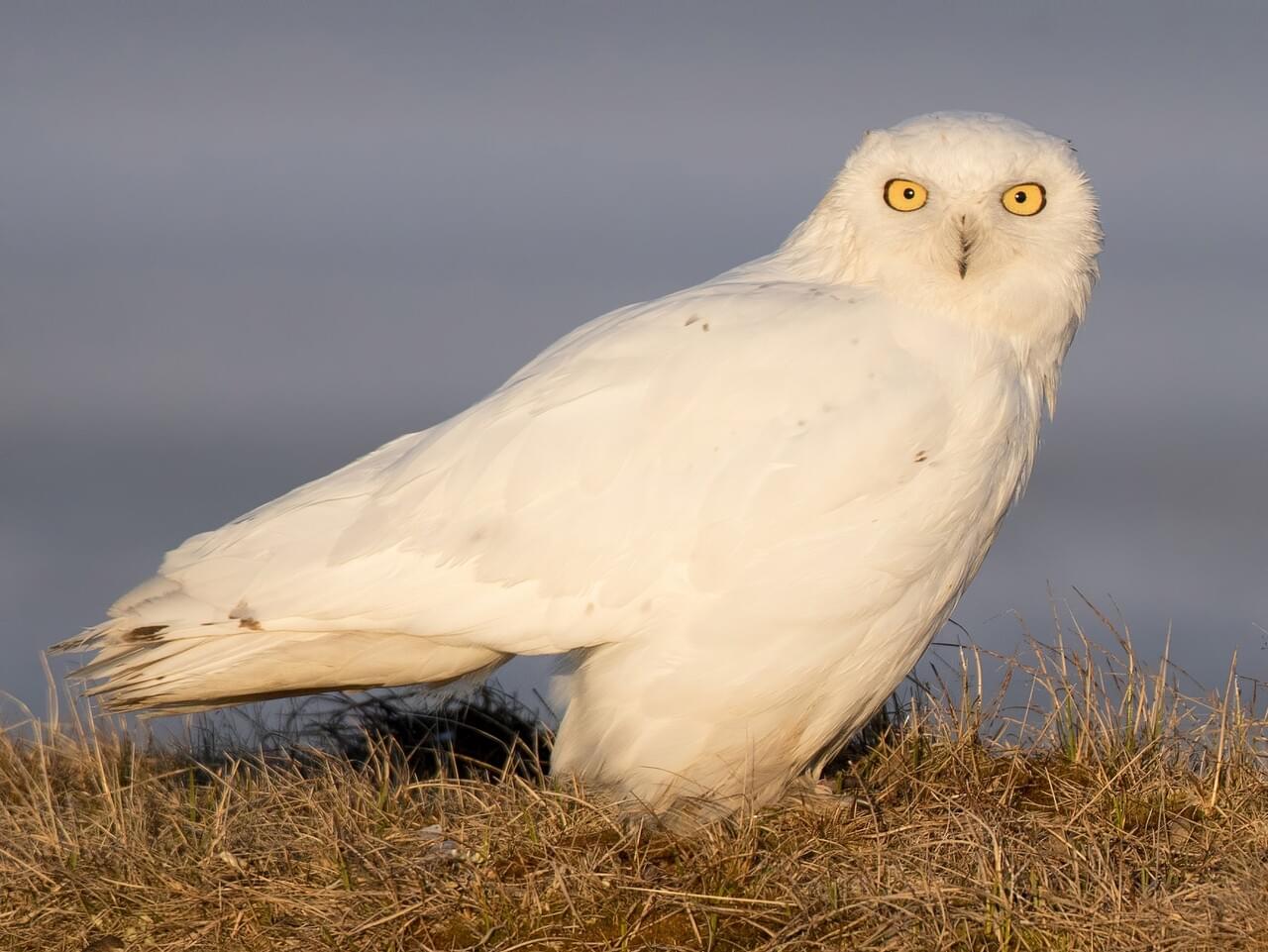 Owl photo