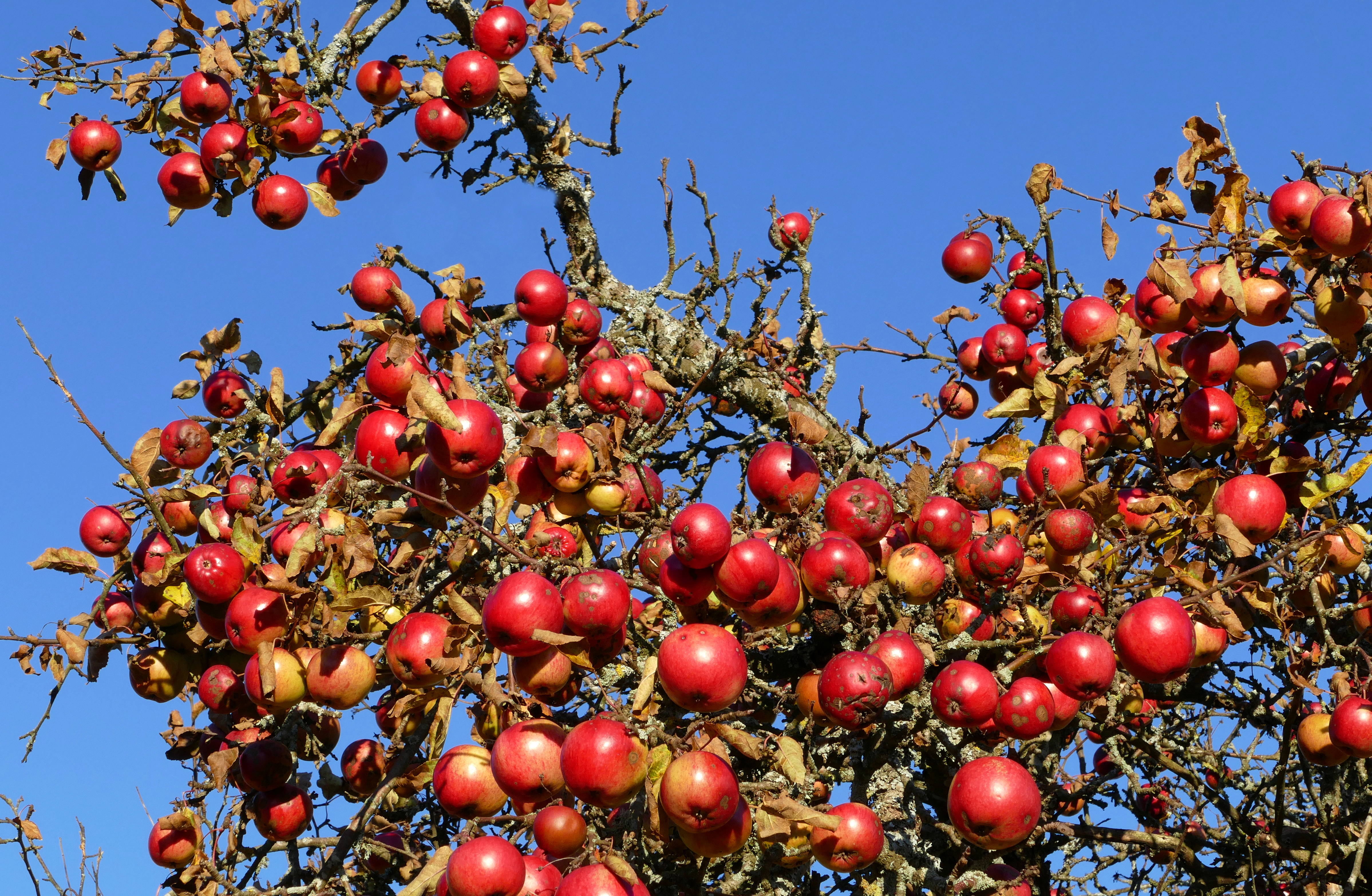 clear blue sky with a tree showing bright red apples