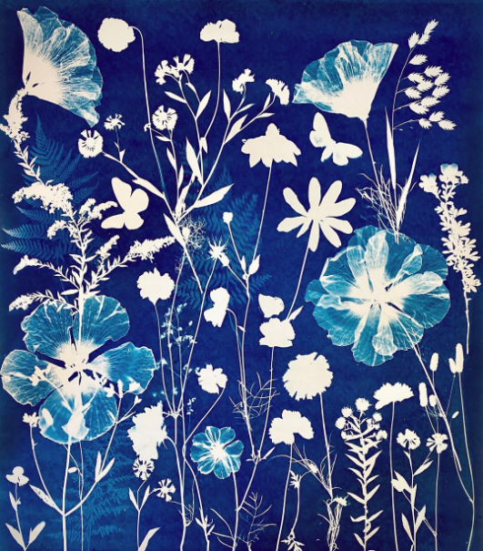 image of a cyanotype made with wildflowers
