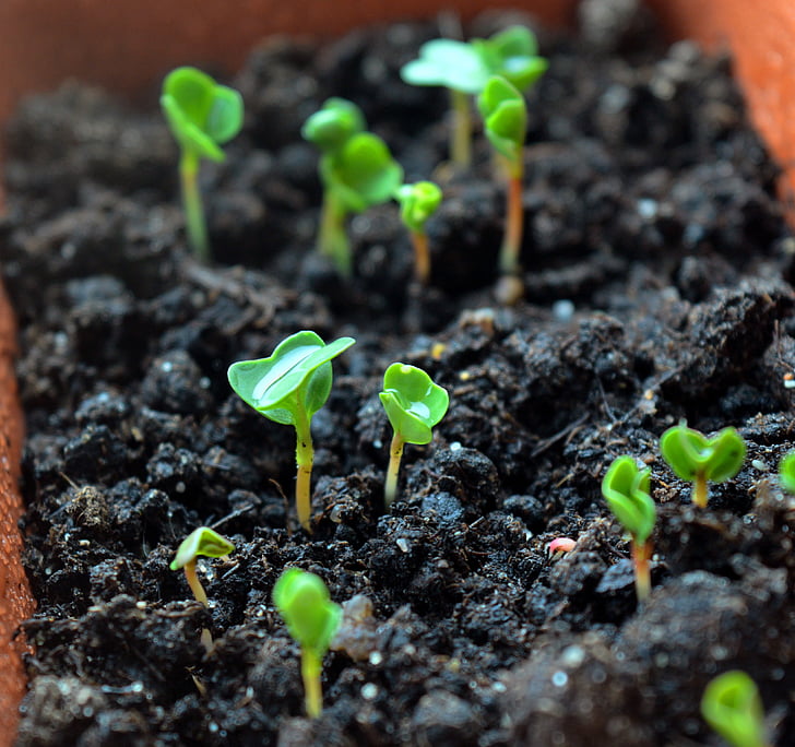 seedlings