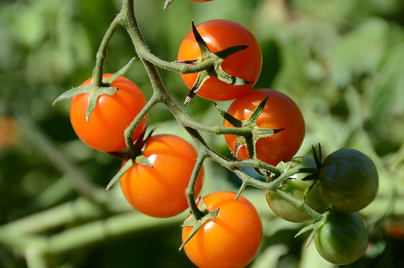 Cherry tomatoes