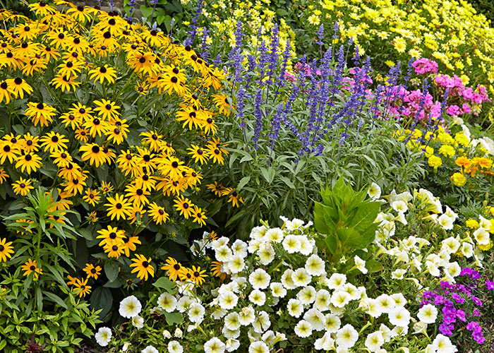 Pollinator Garden