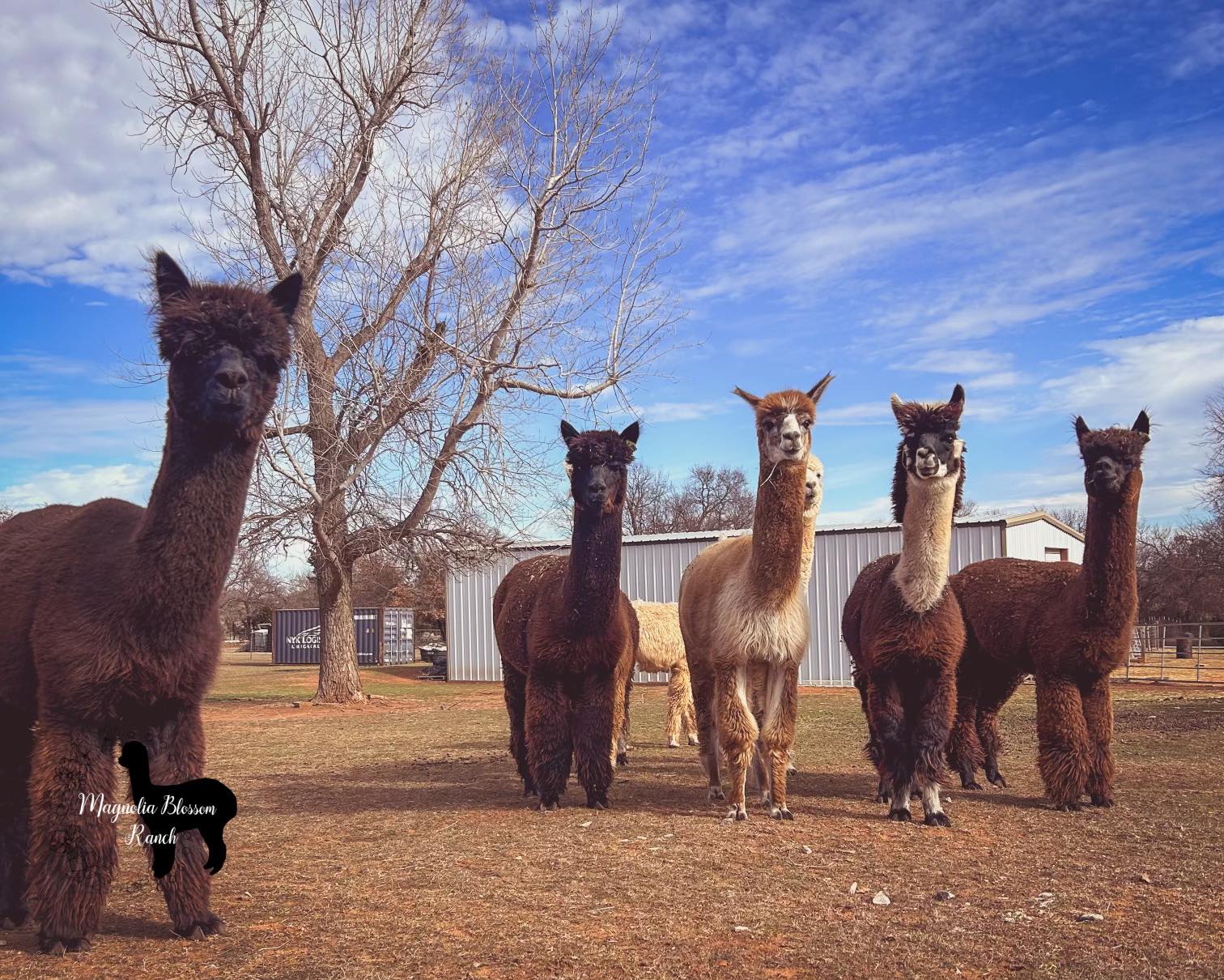 alpacas