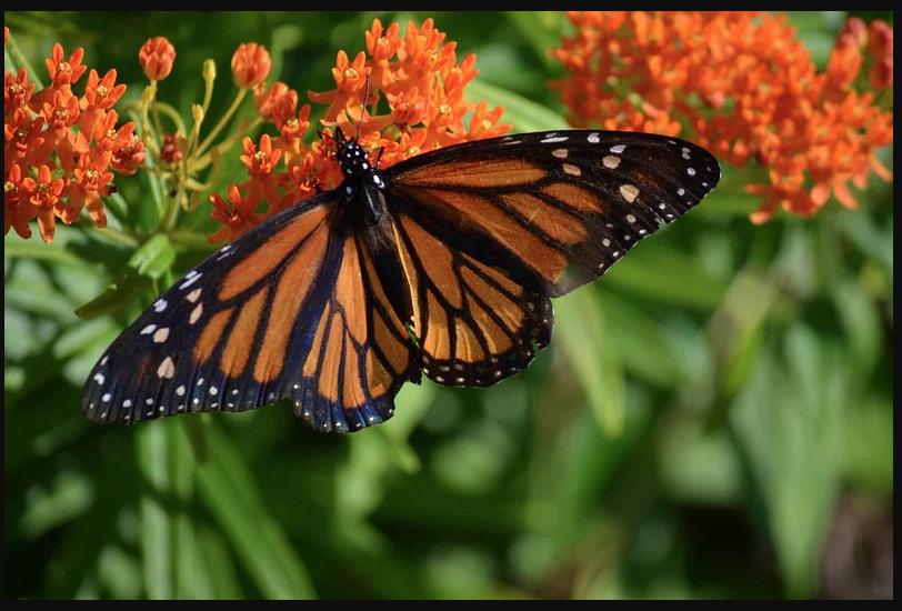 Butterfly on flowers