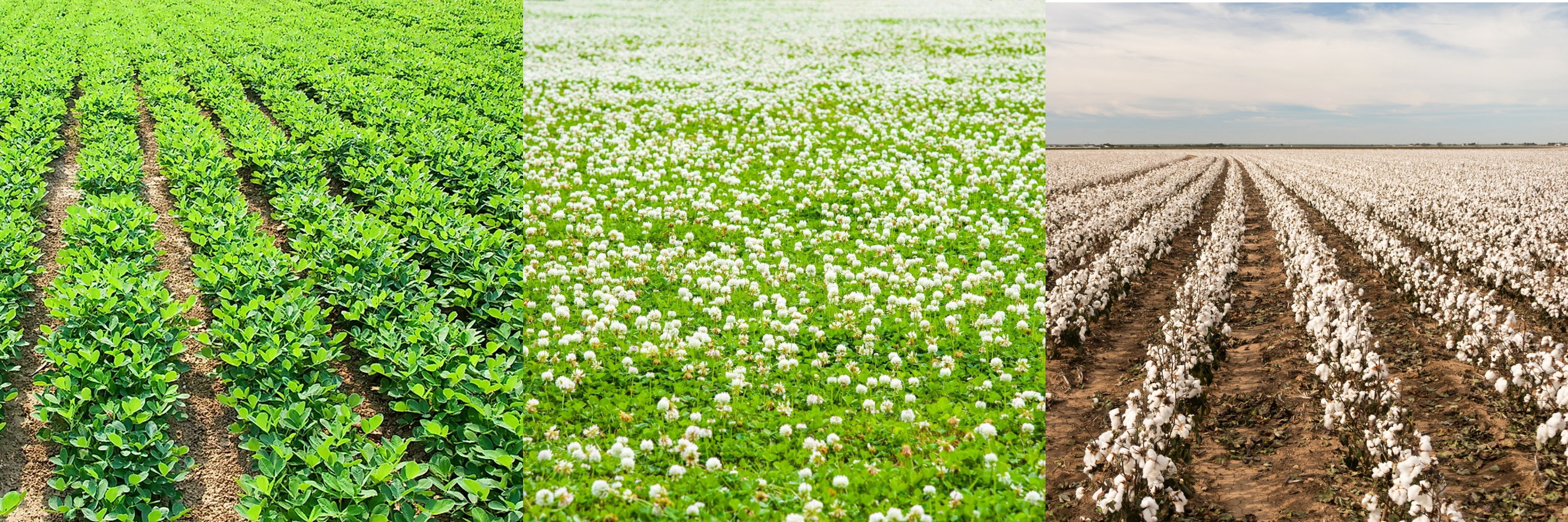 Peanuts, Clover and Cotton growing in fields