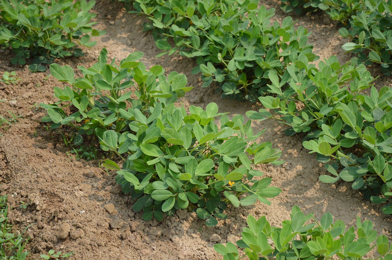 peanut crops growing in a field