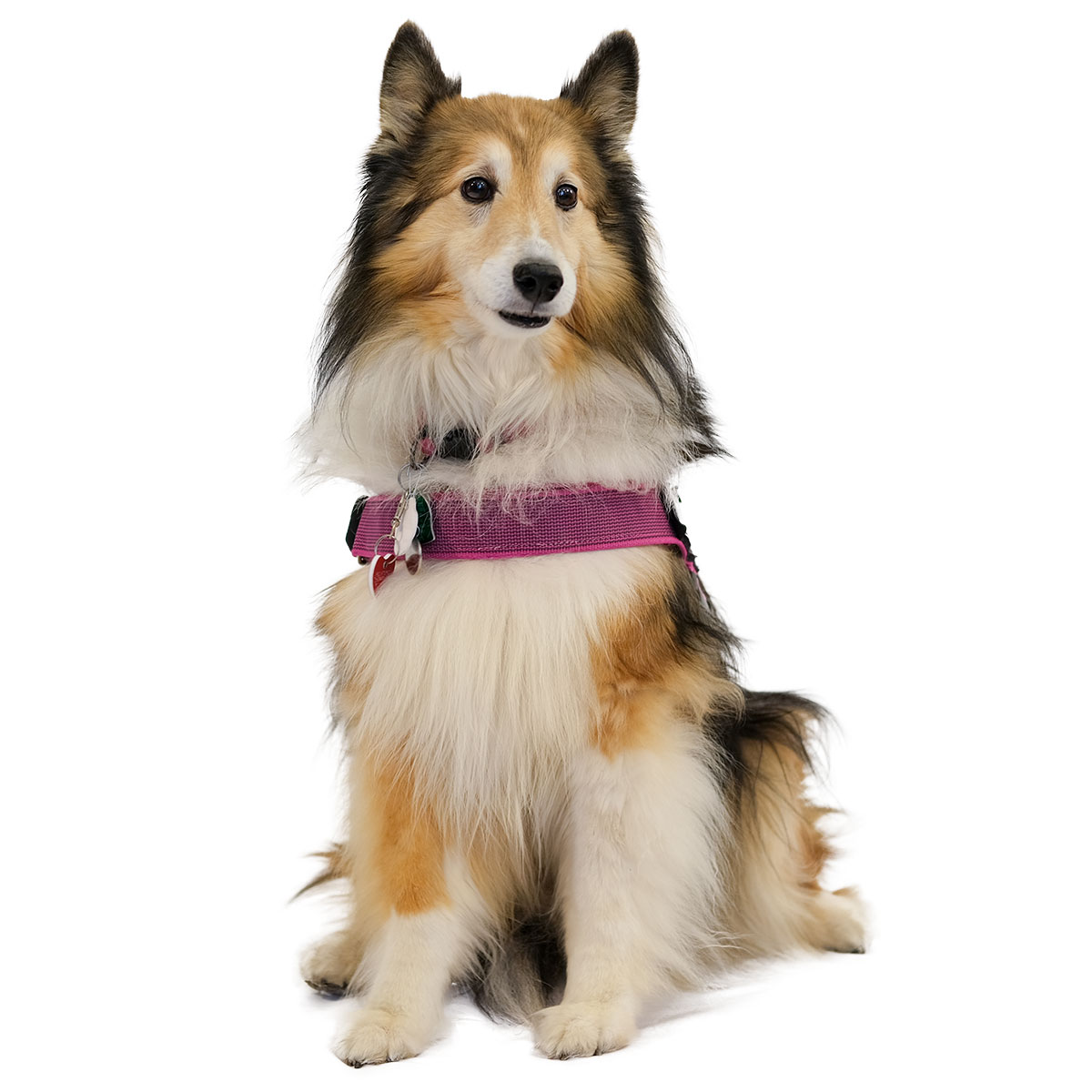 Shetland sheepdog named Molly wearing a pink collar, sitting up and looking at the camera.