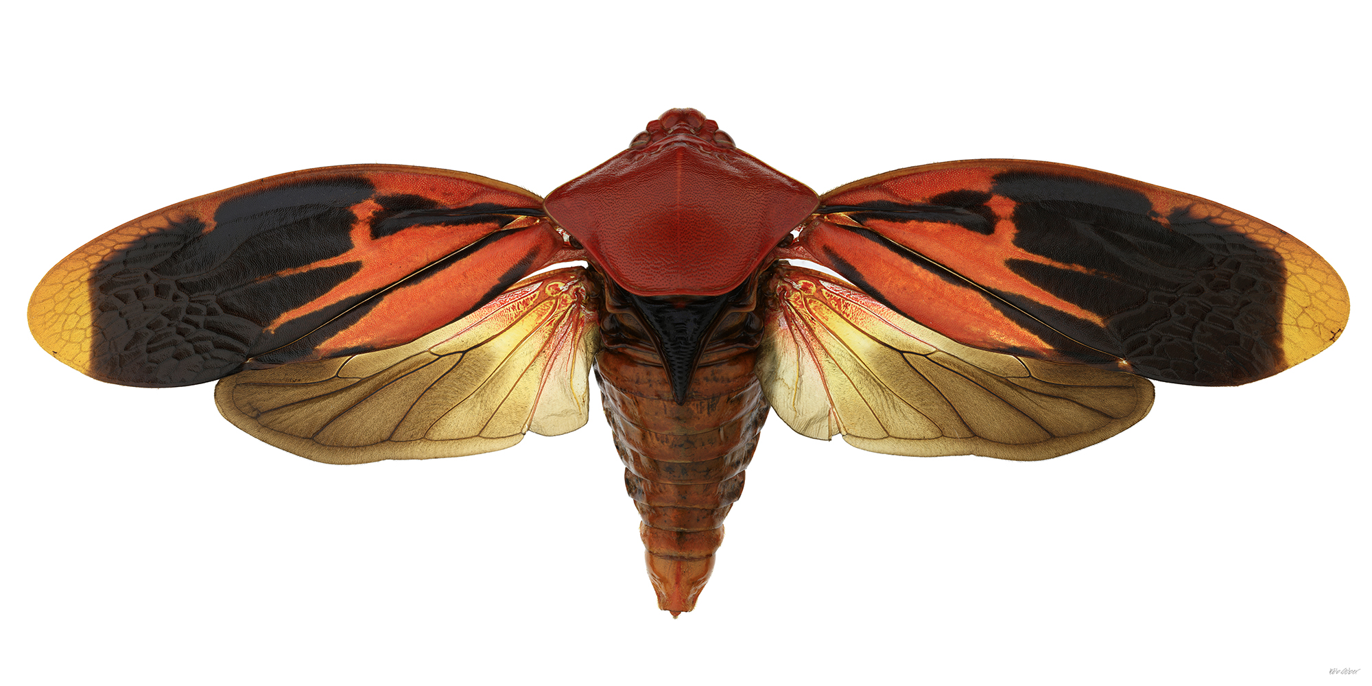 Bob Sober, Frog Hopper (Genus species unidentified) Philippines red, 2015; digital image printed on aluminum, 30 x 60 inches; Courtesy of art’s IMPORTANT, LLC.