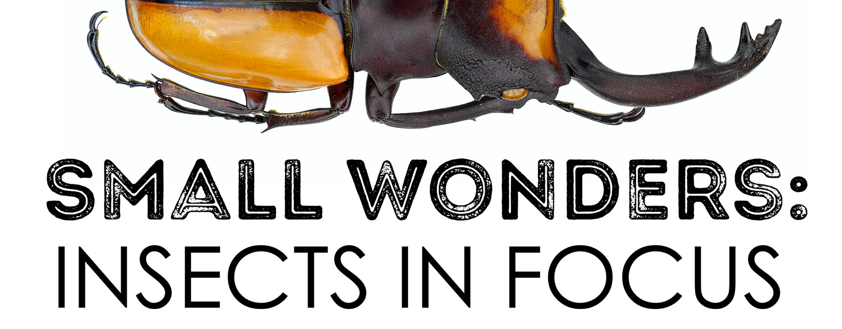 Stag Beetle and the text Small Wonders: Insects in Focus.