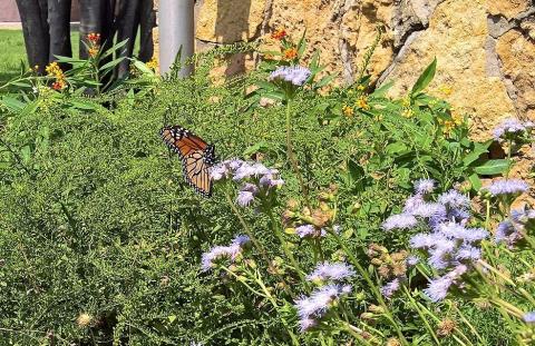 Butterfly Garden at Belle Isle graphic