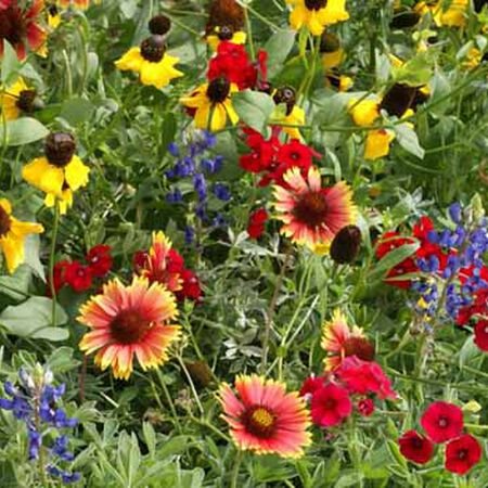 a beautiful photo of colorful oklahoma wildflowers 