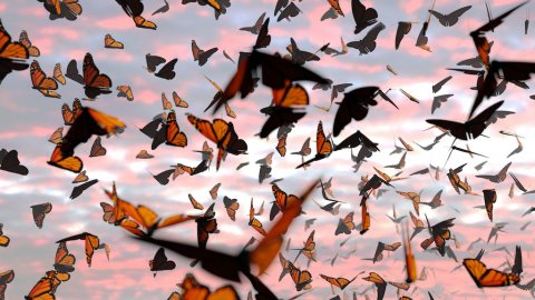 Swarm of monarchs at dusk or dawn