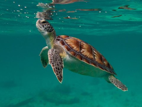 Picture of a sea turtle
