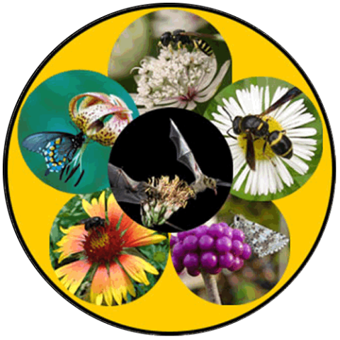 Pollinators
