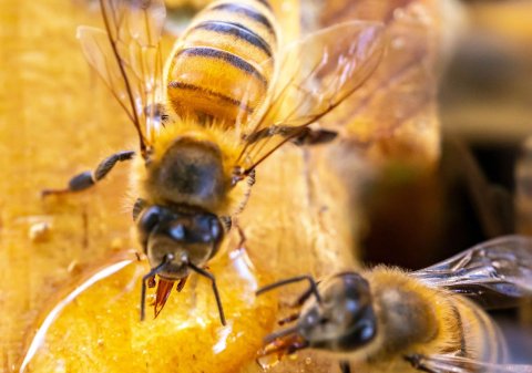 Beekeeping 101