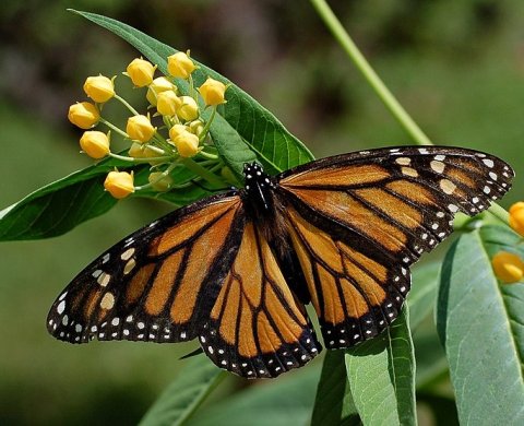 Monarch Butterfly: Danaus plexippus on Milkweed Hybrid photo by © Derek Ramsey / derekramsey.com 