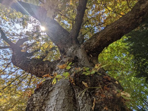sunlight filtering through tree canopy