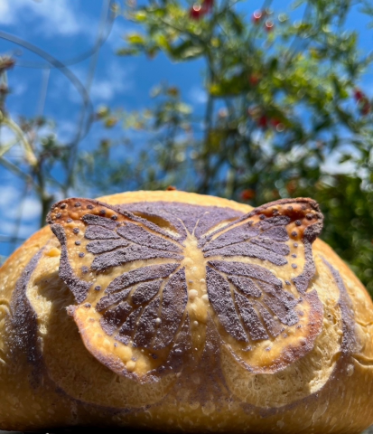 This beautiful loaf is an example of what can be made with a sourdough starter.