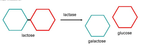 lactose