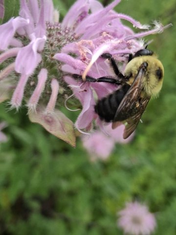 bumble bee pollinating wild bergamot flower