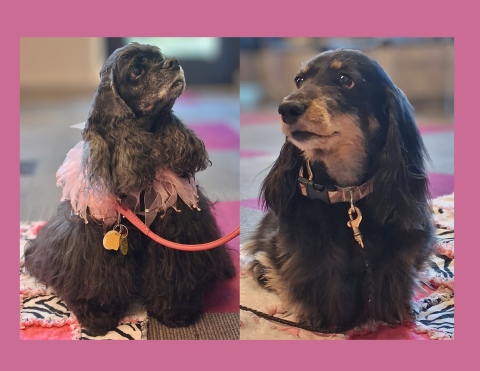 Therapy dogs DeeDee and Sophie