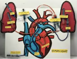 Heart Model