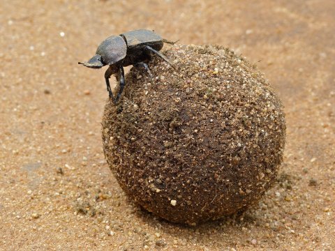 a dung beetle 