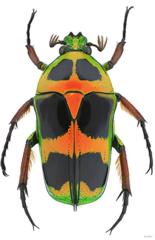 beetle