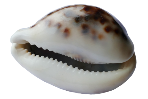 cowrie shell with brown spots