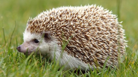 Hedgehog.