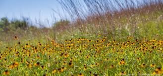 Picture of native landscapes