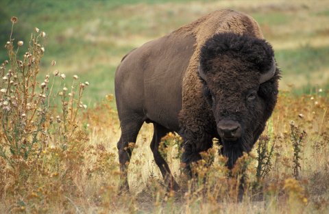 The Oklahoma State Animal, the American bison.