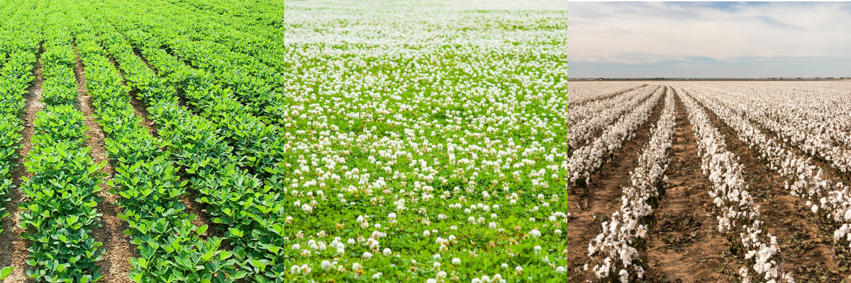 Peanuts, Clover and Cotton growing in fields