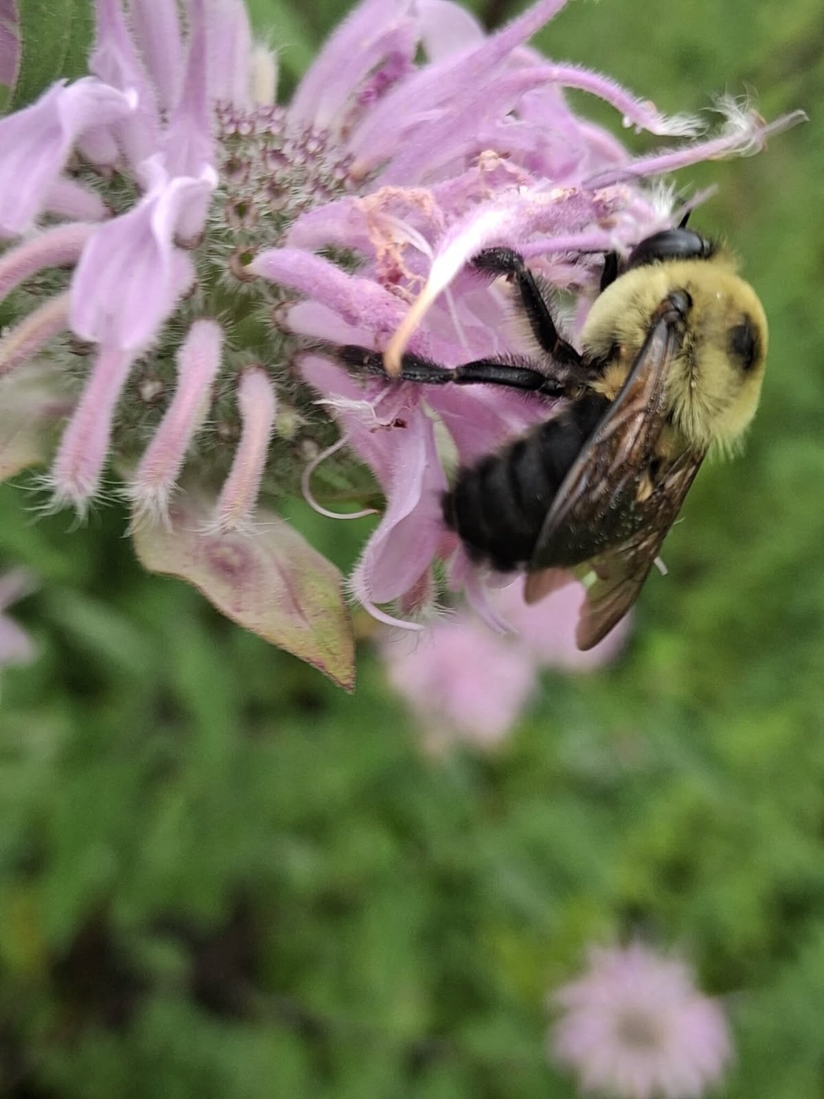 bumble bee pollinating wild bergamot flower