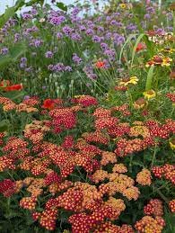 picture of colorful flower garden