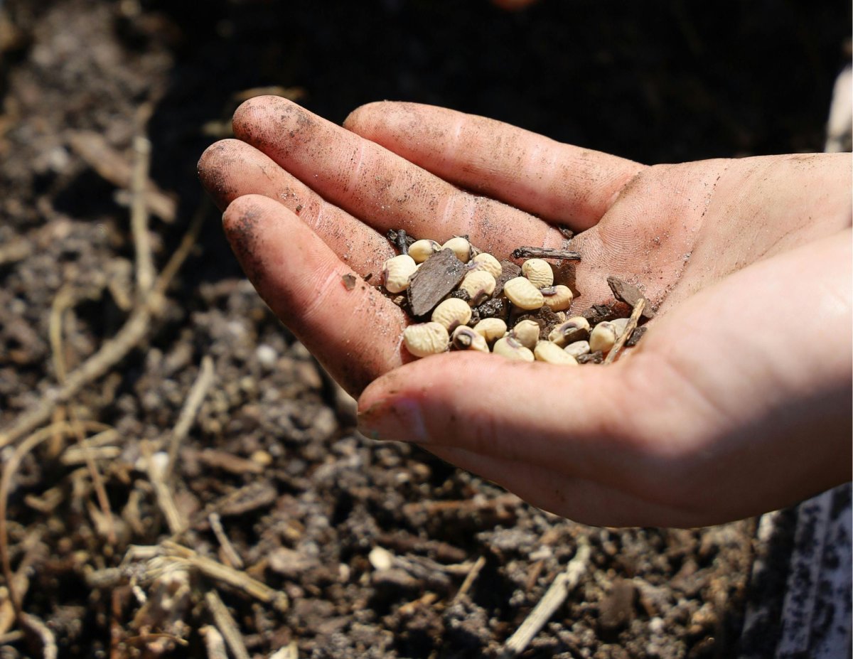 outstretched hand holding seeds