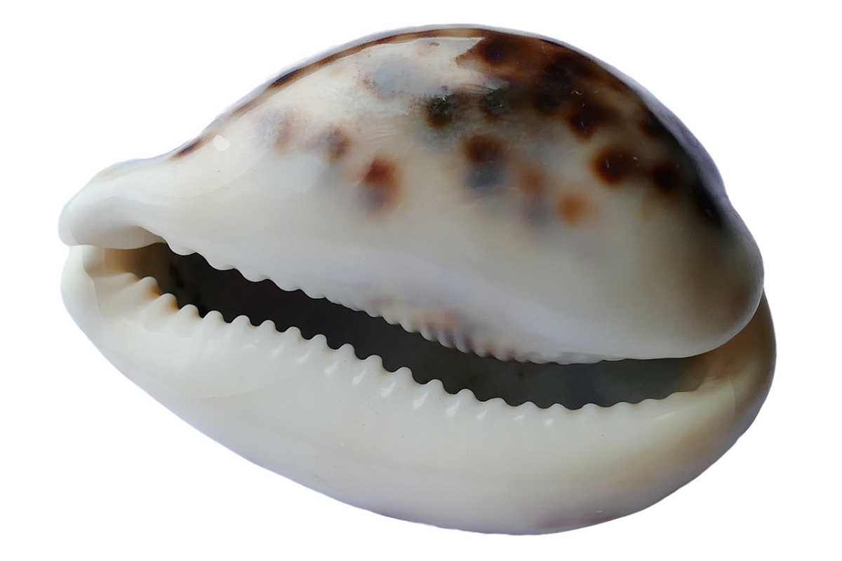 cowrie shell with brown spots